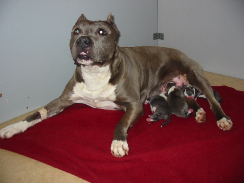 d'Ashakiran Blue - American Staffordshire Terrier - Portée née le 09/04/2010