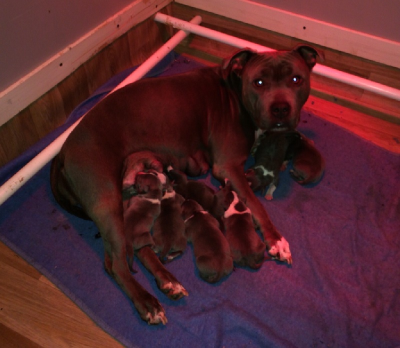 d'Ashakiran Blue - American Staffordshire Terrier - Portée née le 16/01/2015