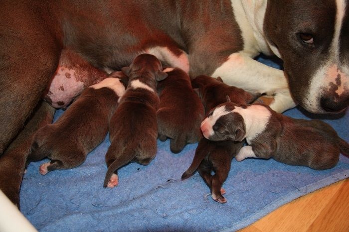 d'Ashakiran Blue - American Staffordshire Terrier - Portée née le 29/03/2014