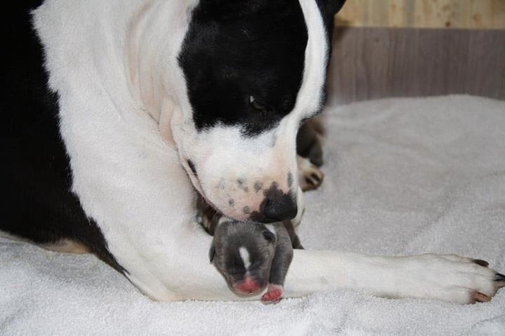 d'Ashakiran Blue - American Staffordshire Terrier - Portée née le 26/05/2012