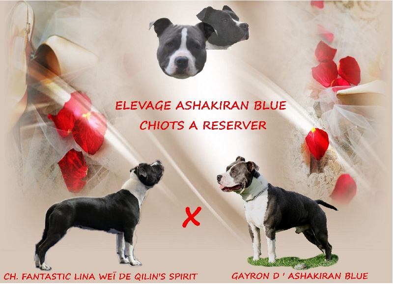 chiot American Staffordshire Terrier d'Ashakiran Blue