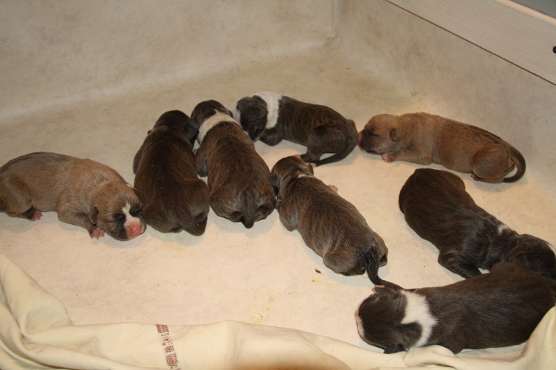 d'Ashakiran Blue - American Staffordshire Terrier - Portée née le 17/07/2011