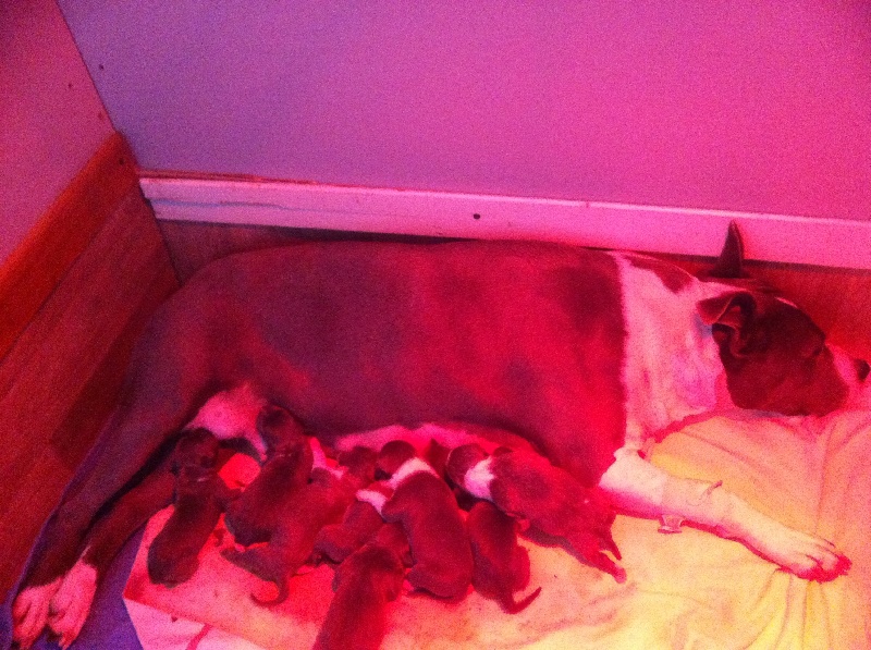 d'Ashakiran Blue - American Staffordshire Terrier - Portée née le 21/02/2013