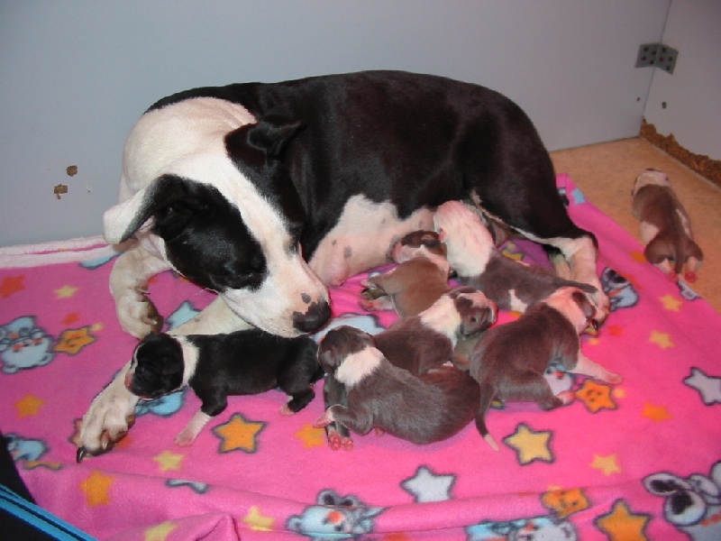 d'Ashakiran Blue - American Staffordshire Terrier - Portée née le 10/08/2010