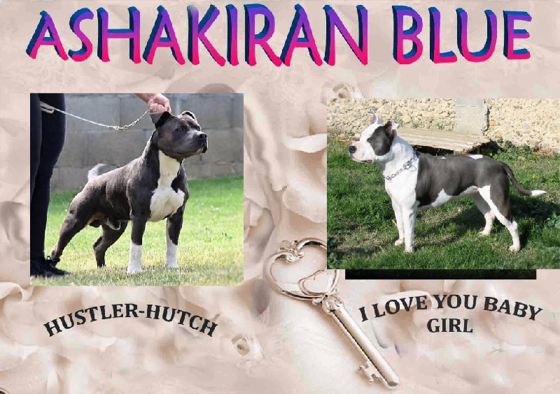 d'Ashakiran Blue - American Staffordshire Terrier - Portée née le 12/01/2017