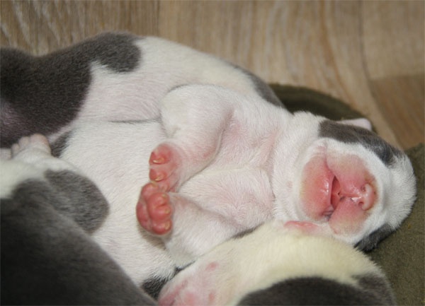 d'Ashakiran Blue - American Staffordshire Terrier - Portée née le 12/01/2012