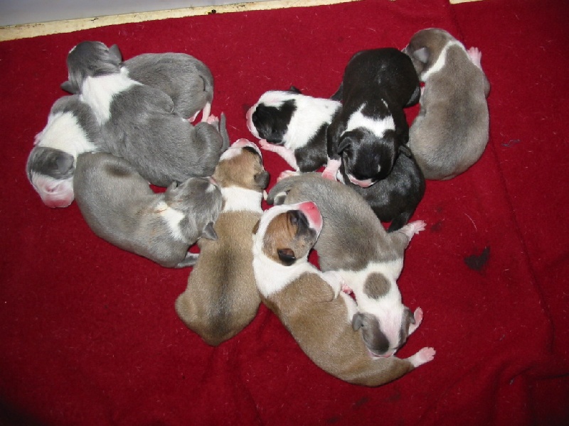 d'Ashakiran Blue - American Staffordshire Terrier - Portée née le 21/07/2009
