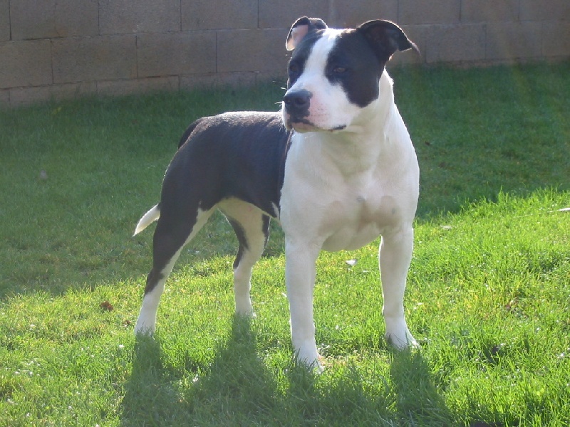 Altess du Domaine de Morpheus