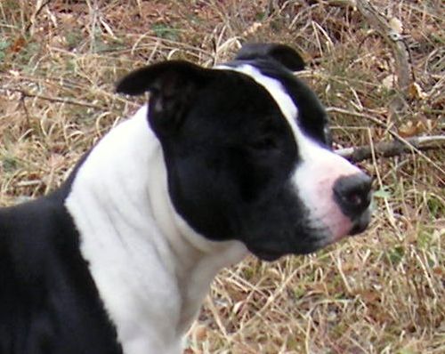 Comanche d'Ashakiran Blue