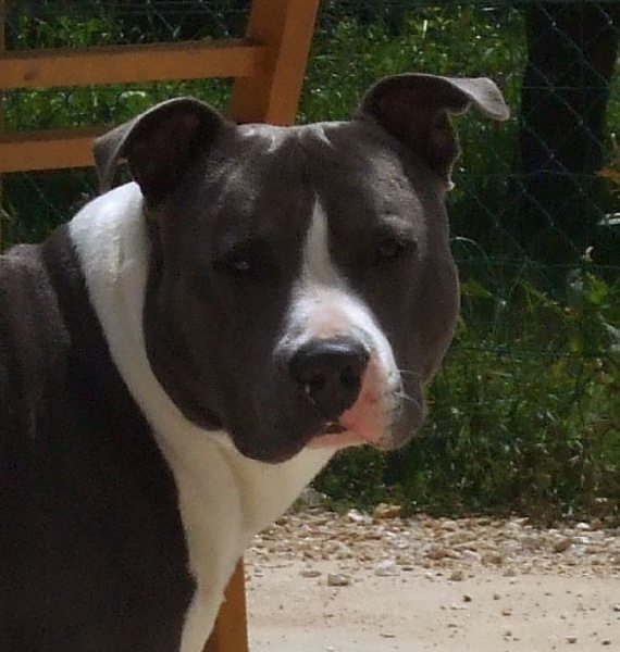 Chance dit cassius d'Ashakiran Blue