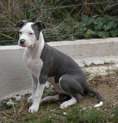 Furka d'Ashakiran Blue