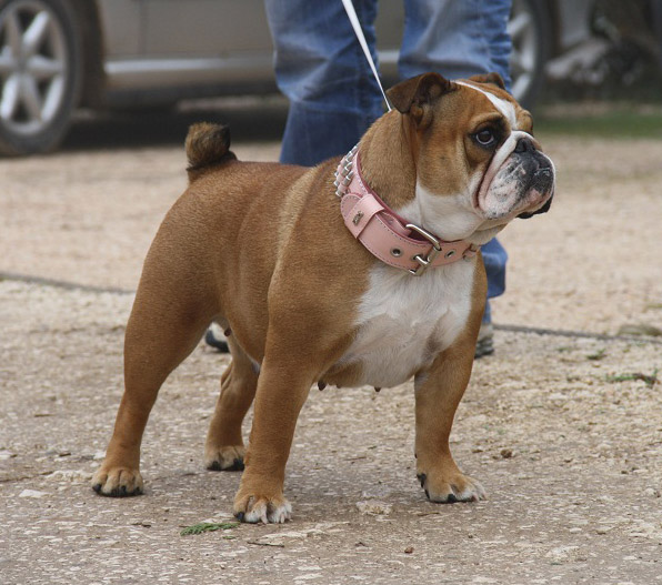 Elouna des Rolfy's Bulls