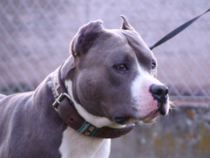 Claiton dit cooki d'Ashakiran Blue