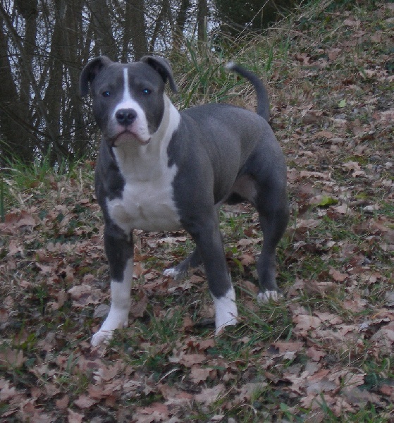 Falkon d'Ashakiran Blue