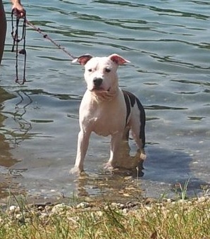 Hendricks dit tyson d'Ashakiran Blue