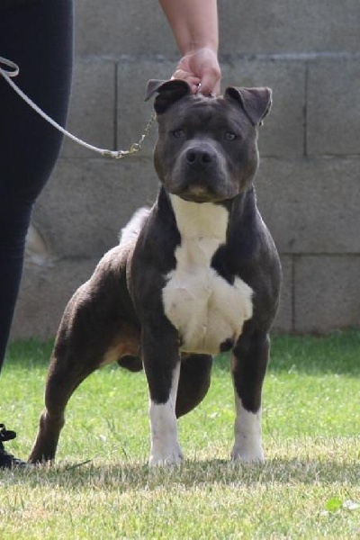 Hustler dit hutch d'Ashakiran Blue