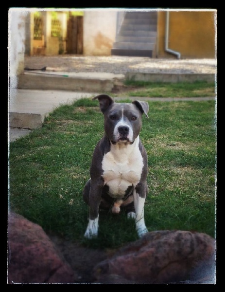 Elgringo dit gringo d'Ashakiran Blue