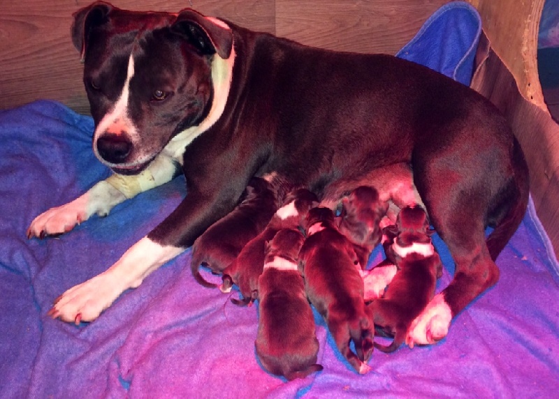 d'Ashakiran Blue - American Staffordshire Terrier - Portée née le 07/01/2015