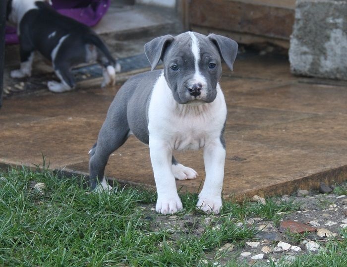 d'Ashakiran Blue - American Staffordshire Terrier - Portée née le 21/01/2016
