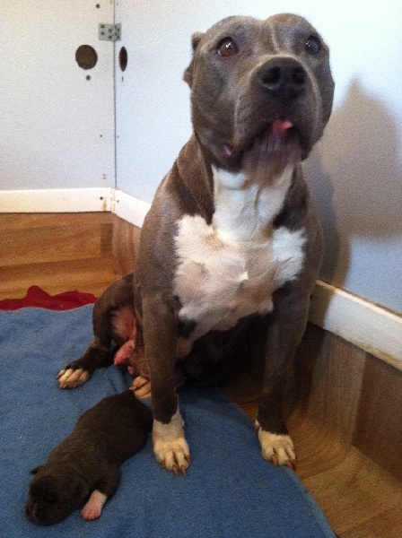 d'Ashakiran Blue - American Staffordshire Terrier - Portée née le 27/08/2012