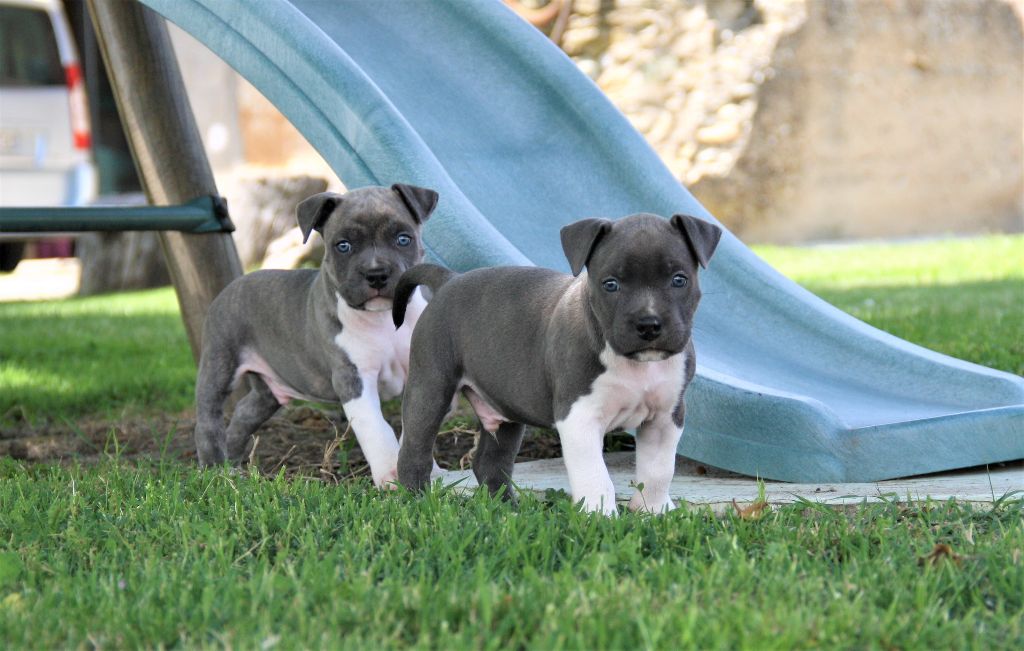 d'Ashakiran Blue - American Staffordshire Terrier - Portée née le 21/04/2018
