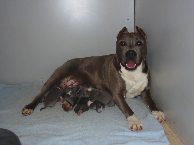 d'Ashakiran Blue - American Staffordshire Terrier - Portée née le 05/07/2008